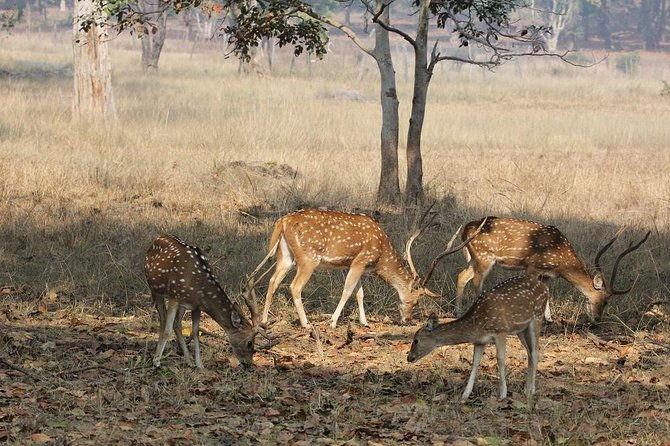 8 Days Private Golden Triangle Tour With Ranthambore - Transportation & Logistics