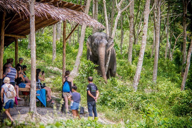 A Morning with the Elephants at Phuket Elephant Sanctuary - Final Thoughts