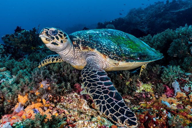 Advanced Open Water Course in Pemuteran - Certification in Bali (Menjangan park) - Equipment and Facilities: What’s Included and What to Expect