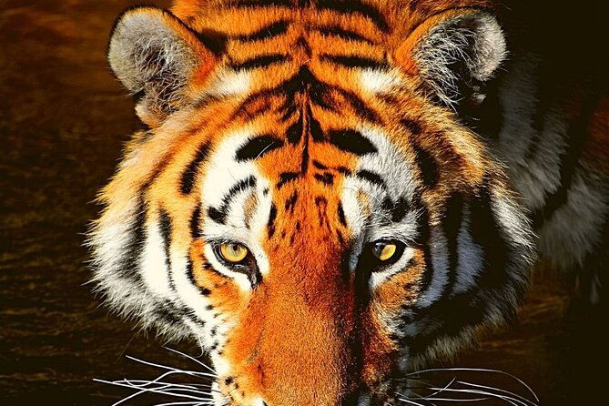 Adventures Ranthambore Wildlife Safari Tour from Delhi with Safari Rides - A Deep Dive into the Tour Experience