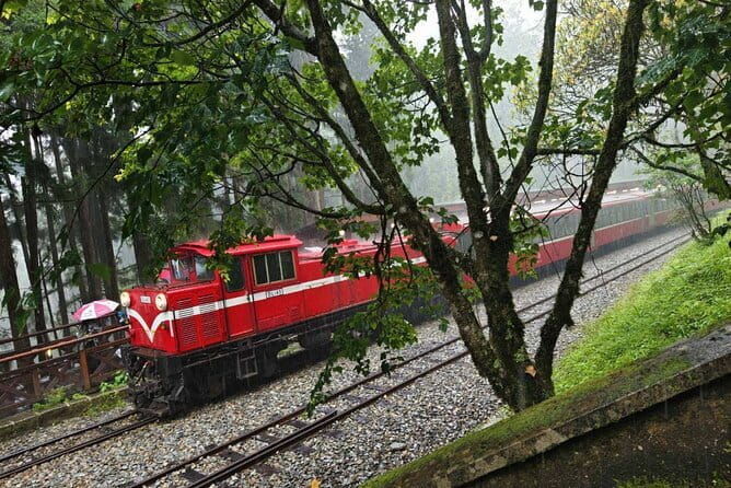 Alishan One Day Tour from Taichung - Practical Tips and Traveler Insights
