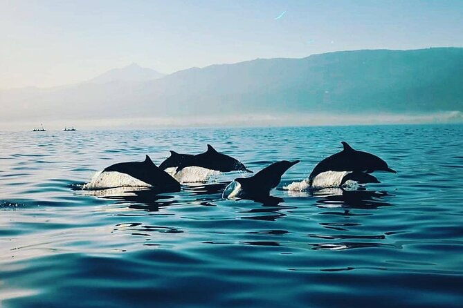 All inclusive Lovina Dolphins Sunrise tour, Waterfall & Temple - A Detailed Look at the Lovina Dolphins Sunrise Tour Experience  