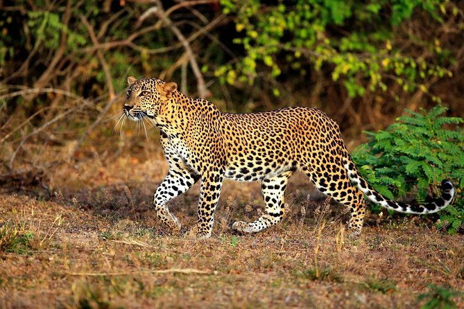 All Inclusive Overnight Tented Camping in Yala From Colombo - Why This Tour Offers Great Value
