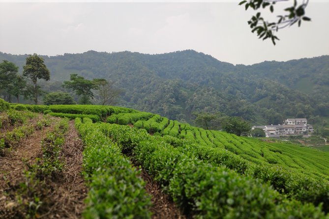 All-Inclusive Private Day Tour to Hangzhou by Bullet Train - Longjing Tea Fields: A Taste of China’s Most Famous Tea
