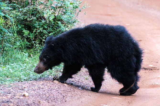 All Inclusive Private Full Day Safari in Yala National Park with Lunch - In-Depth Breakdown of the Itinerary