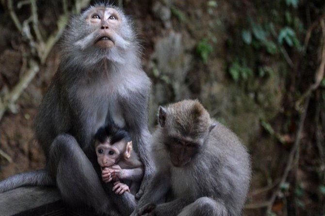 All-Inclusive Ubud Private Tour - Why This Tour Offers Great Value