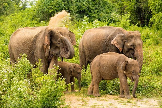 All Inclusive Udawalawa National Park Day Tour From Negombo - The Sum Up