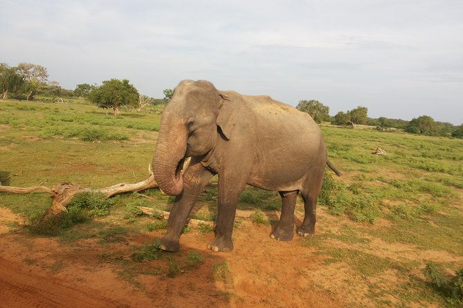 All Inclusive Udawalawe National Park Safari Day Tour from Colombo and Negombo - Who Should Consider This Tour?
