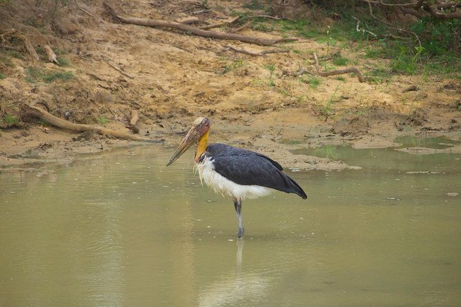 All Inclusive Yala National Park Jeep Safari from Colombo - Who Should Consider This Tour?