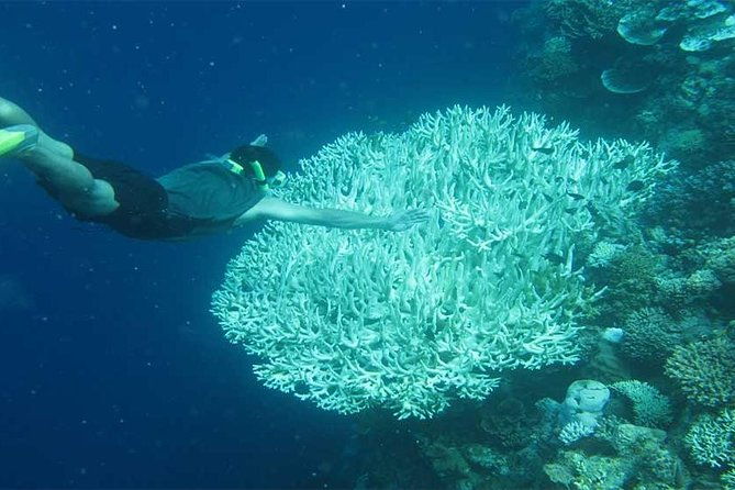 All Ticket Inclusive-Blue Lagoon Snorkeling-Ubud Monkey Forest & Ubud Waterfall - Who Would Enjoy This Tour?