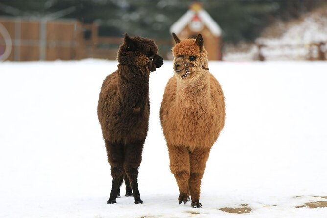 Alpaca World and Nami Island with Gangchon Rail Bike Tour - Practical Details and Tips