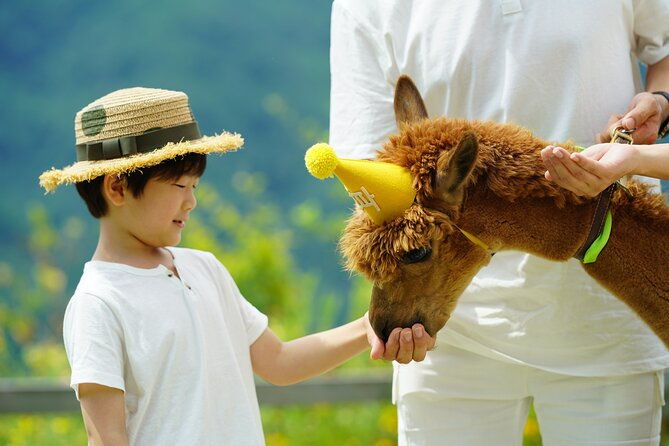 Alpaca World, Railbike and Vivaldi Park Experiences from Seoul - Who Is This Tour Best For?