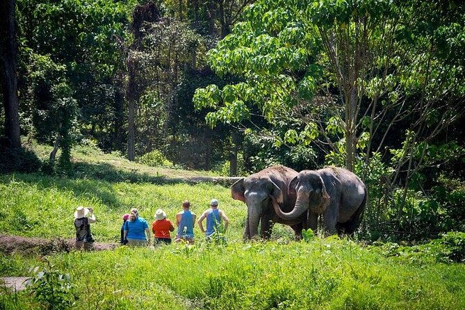 An Afternoon with the Elephants at Phuket Elephant Sanctuary - Authentic Encounters & Educational Insights