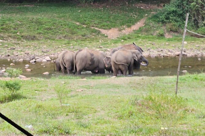 Anakkulam Wild Elephant Visiting(Jeep tour) - Exploring the Itinerary in Detail