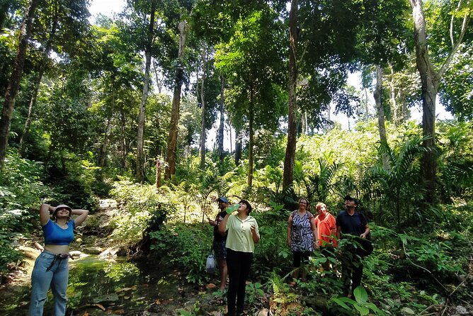 Ancient Lava Stream Trek through dense Tropical forest. - The Itinerary Breakdown
