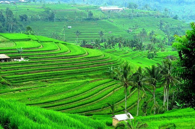 Ancient Temples and Jatiluwih Rice Terrace Private Tour - Considerations and Tips