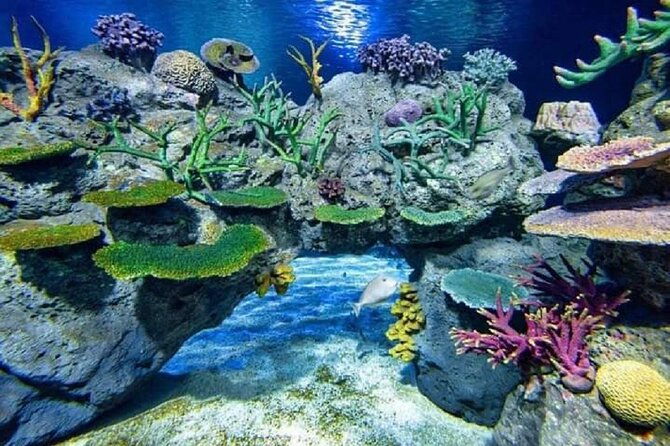Angkor Wildlife & Aquarium Halfday tour - Authentic Insights from Reviews