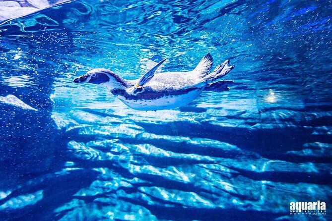 Aquarium Phuket and AR Trick Eye Museum Combo Tickets - Pricing and Value