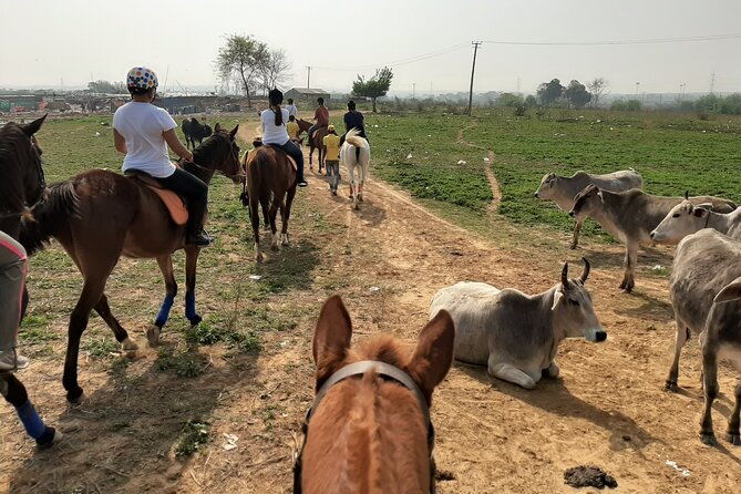 Aravali Trail Experience( Jungle Safari Forest area)- Horseback Riding - Why This Tour Offers Great Value