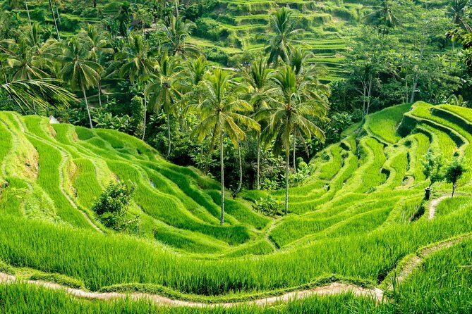 Bali All-Inclusive: Ubud Tour with Entrance Ticket and Lunch Included - Transportation and Value
