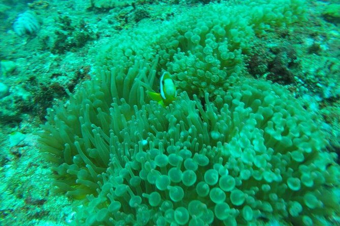 Bali Blue Lagoon Snorkeling Tour With Sea Side Lunch And Transfer - The Post-Snorkeling Experience