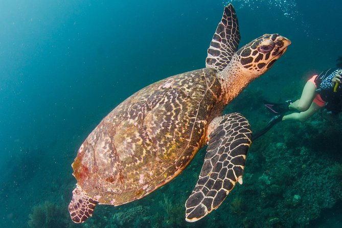 Bali Diving for Beginners: Tulamben Liberty Wreck - Practical Details and Value