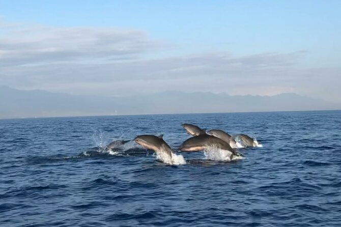 Bali Dolphin Lovina tour and Ulundanu Beratan - The Experience in Perspective  