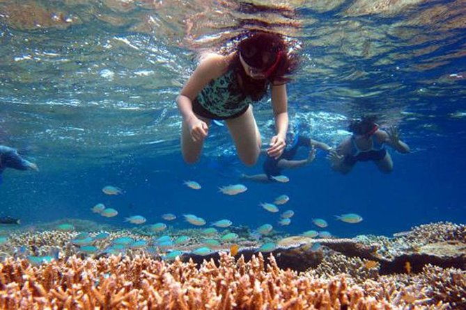 Bali Menjangan Island Snorkeling Day Tour - Authentic Insights from Reviews