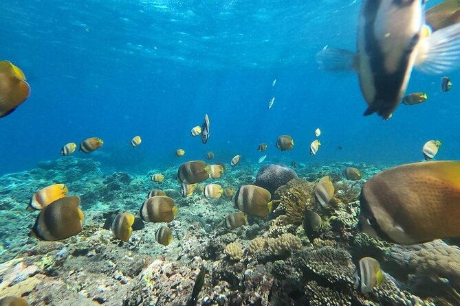 Bali Private Snorkeling (Manta, Gamat, Wall) and Nusa Penida Tour - Snorkeling with Marine Marvels: Manta, Gamat, and Wall Bays