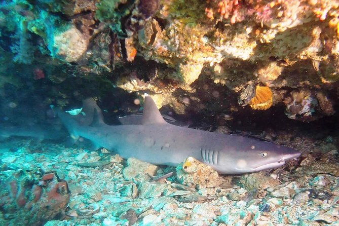 Bali Scuba Diving at Padang Bai for Certified Diver - Authentic Experiences & Real Insights from Reviewers