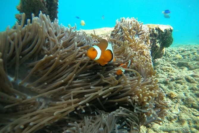 Bali Snorkeling At Bluelagoon Beach With Lunch Private Transport - Why This Tour Offers Great Value