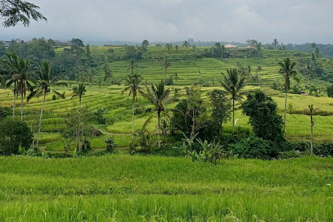 Bali Tanah Lot, Ulun Danu Beratan & Jatiluwih Rice Terrace - Transportation and Overall Experience
