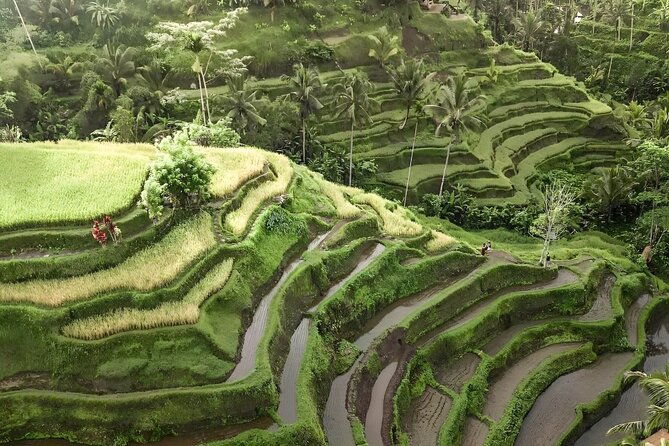 Bali Tour : Best Attractions in Ubud with Rice Terrace - Authentic Insights from Reviewers