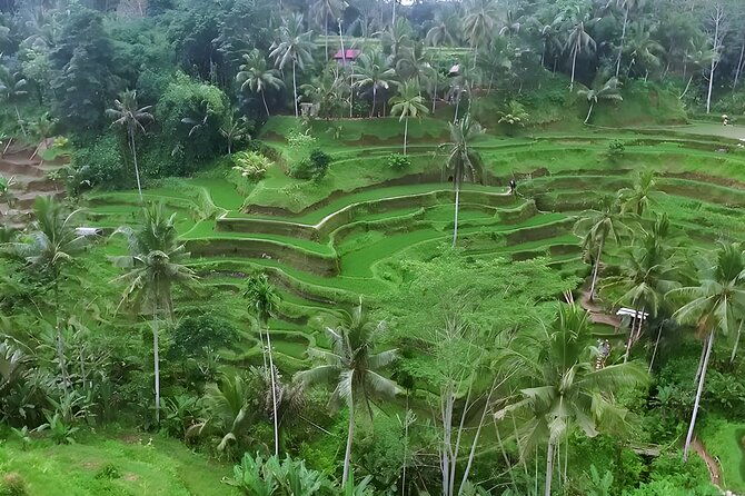 Bali Tour-Packages 2 Days: Best Bali Short Trip - Transportation and Convenience  