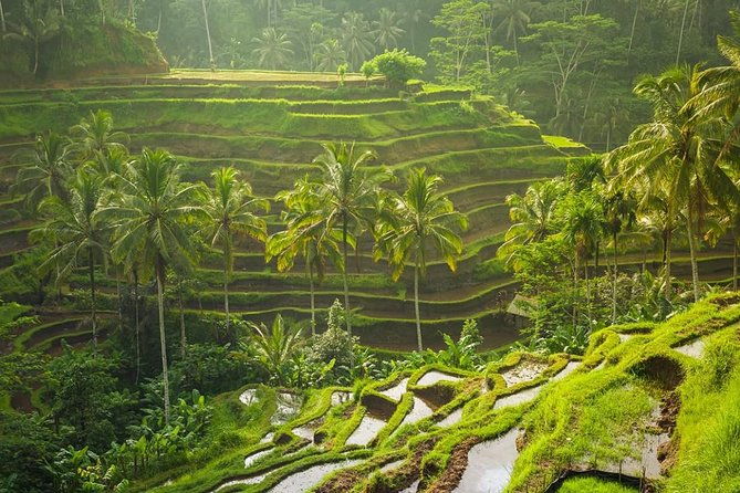 Bali Tribal Private Tour - Experience the best of Ubud, Bali - The Practicalities: What’s Included and What’s Not