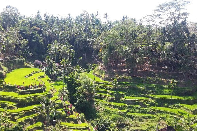 Bali Ubud Private Costomized Tour - Explore Bali your way - Transportation & Logistics