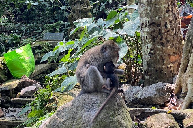 Bali : Ubud Private Tours - Practical Aspects of the Tour