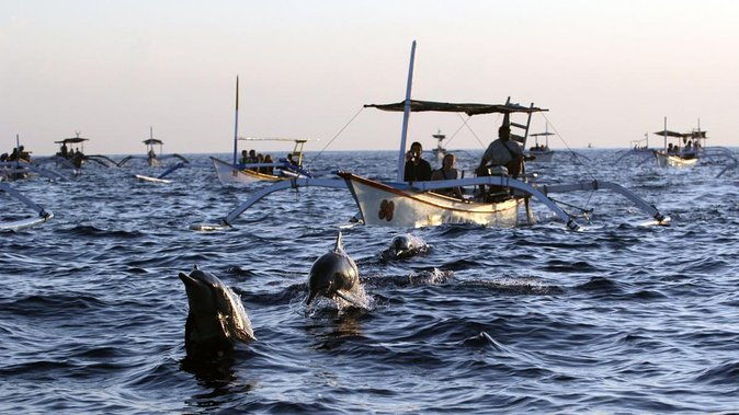 Bali Watching Dolphin at Lovina Beach - Why This Tour Offers Great Value