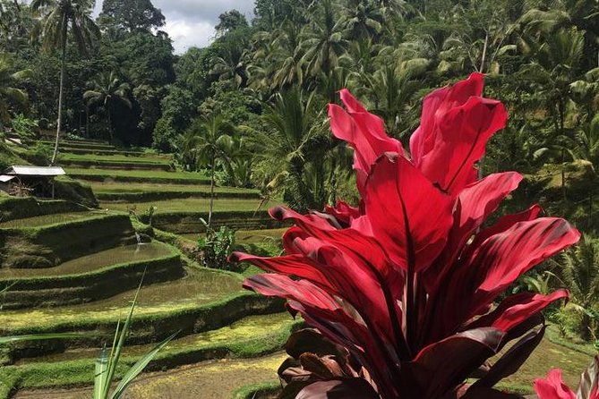 Balinese Life Style Tour - Authenticity and Reviewer Insights