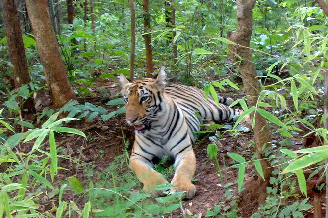 Bandipur Tiger Reserve with Somnathpur Temple Tour - Practical Tips for Your Trip