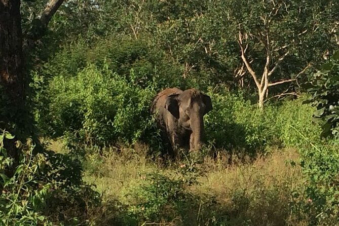 Bandipur wildlife and Mysore experience in 2 days from Bangalore - Practical Considerations