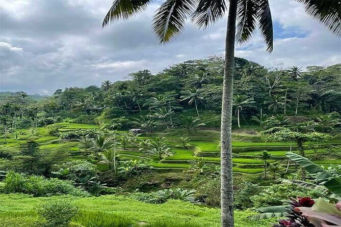 Banyumala Waterfall, Jatiluwih, Ulun Danu and Tanah Lot tours - Transportation and Practicalities