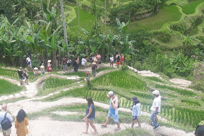 Batur Volcano Sunrise Trekking, Rice Teracce & Bali Coffee Plantation Tour - Tegalalang Rice Terraces: Bali’s Iconic Landscape