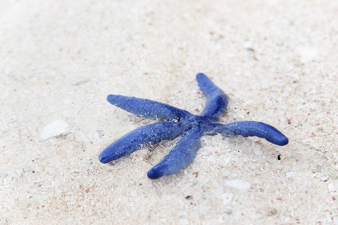 Beachlife & Tidepool Discovery at Desaru Coast Johor |JungleWalla - Practical Details & What to Expect