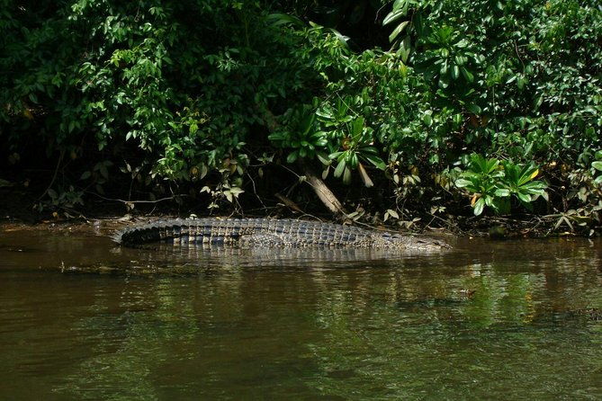 Bentota River Safari By BTM (Mangrove & Wildlife Encounter) - What It Feels Like to Be on the Water