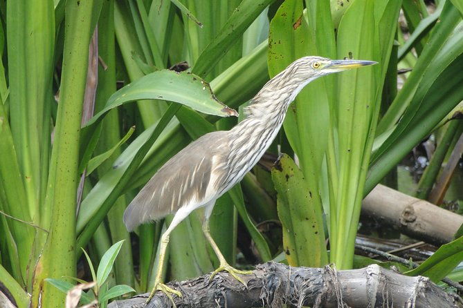 Bentota River Safari - Final Thoughts: Is the Bentota River Safari Worth It?