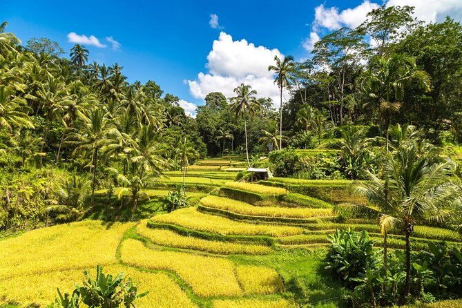 Best of Ubud 1-Day Private Tour - Authentic Experiences & Hidden Gems