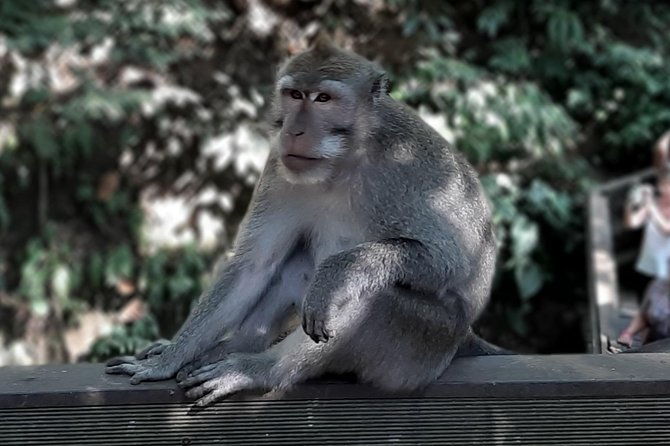 Best of Ubud - All Inclusive - Transportation and Timing
