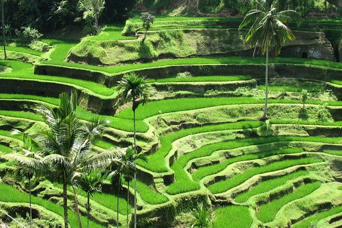 Best of Ubud with Jungle Swing Experience - What Makes This Tour a Great Choice?