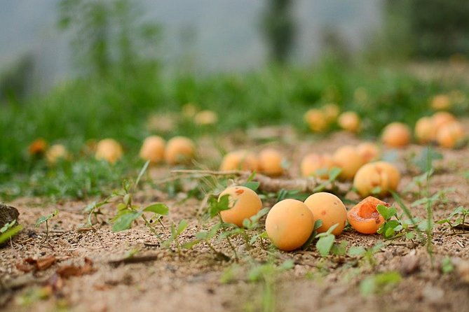 Binsar Sanctuary Walking Holiday - What Makes This Tour Stand Out?